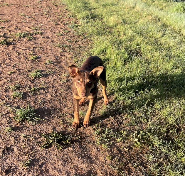 WKC registered purebred Kelpie pups