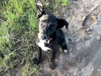 WKC registered purebred Kelpie pups