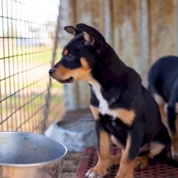 kelpie/ border collie pups