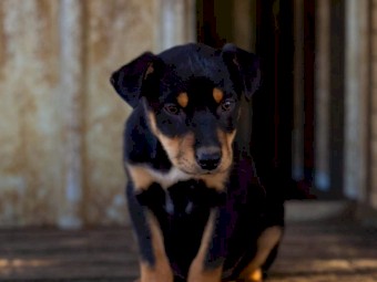 kelpie/ border collie pups
