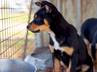 kelpie/ border collie pups
