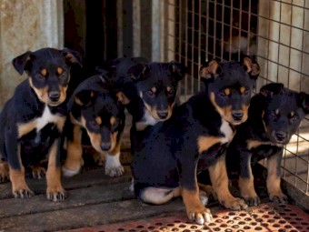 kelpie/ border collie pups