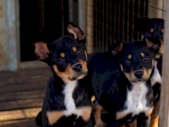 kelpie/ border collie pups