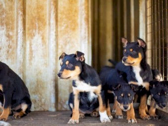 kelpie/ border collie pups