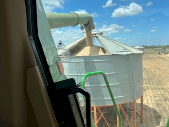 30mt Narrow Leaf Lupins (Bateman)