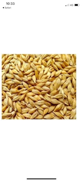 WANTED Barley Seed