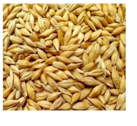 WANTED Barley Seed