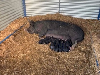 Pure bred bershire piglets available all year round