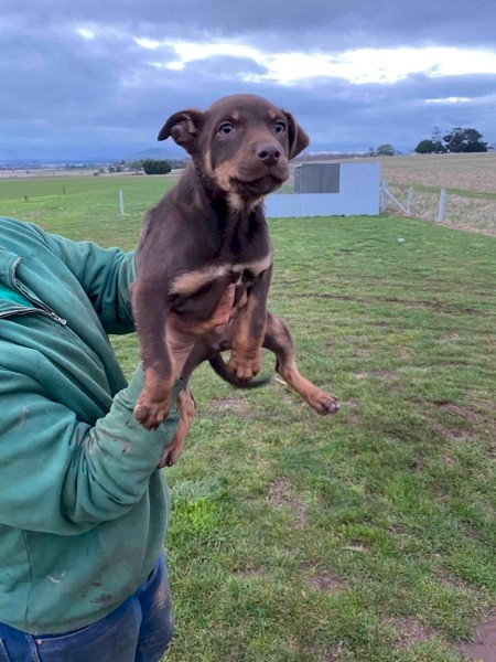 10 week old Kelpie pups