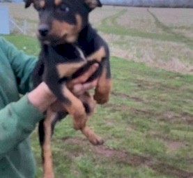 10 week old Kelpie pups