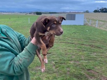 10 week old Kelpie pups