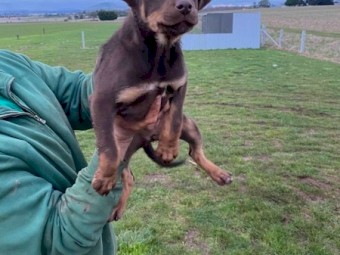 10 week old Kelpie pups