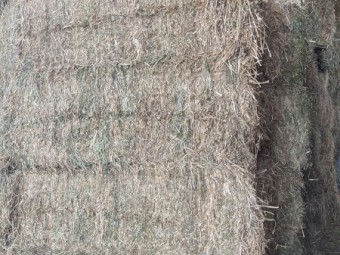 Clover hay