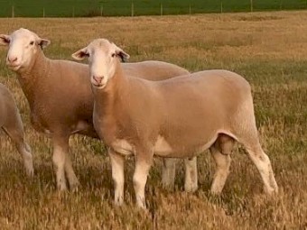 2019 White Suffolk Rams