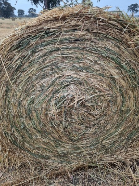 Awnless Wheaten Hay Round Bales
