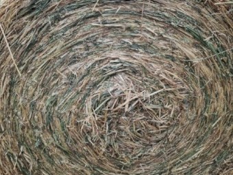 Awnless Wheaten Hay Round Bales