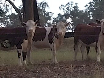 Quality Poll Hereford Heifers