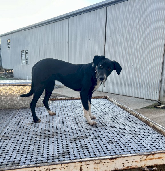 Started short haired collie 