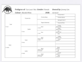 Started short haired collie 