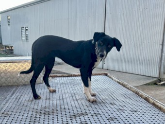 Started short haired collie 