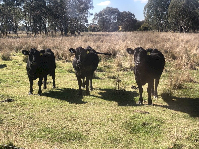Angus heifers x 7 
