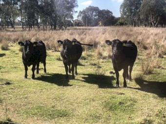 Angus heifers x 7 