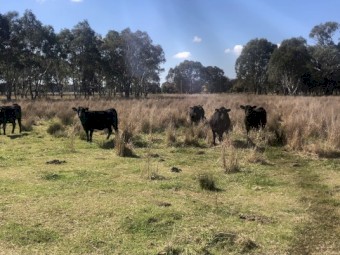 Angus heifers x 7 