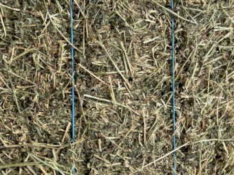 Lucerne Hay 1st cut small bales