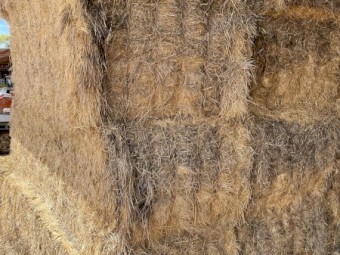 30mt Pasture/Grass Hay 8x4x3 Bales