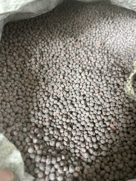 vetch seed