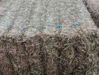 New Season Shedded Vetch Hay 8x4x3 500-550kg Bales + Freight