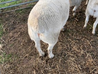 Aussie White Ram