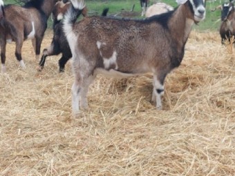 GOATS BRITISH ALPINE CROSSED ANGLO NUBIAN