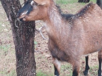 GOATS BRITISH ALPINE CROSSED ANGLO NUBIAN
