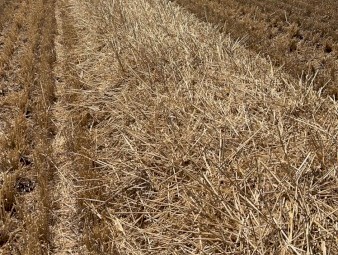 200mt Wheaten Straw 500kg+ 8x4x3 Bales