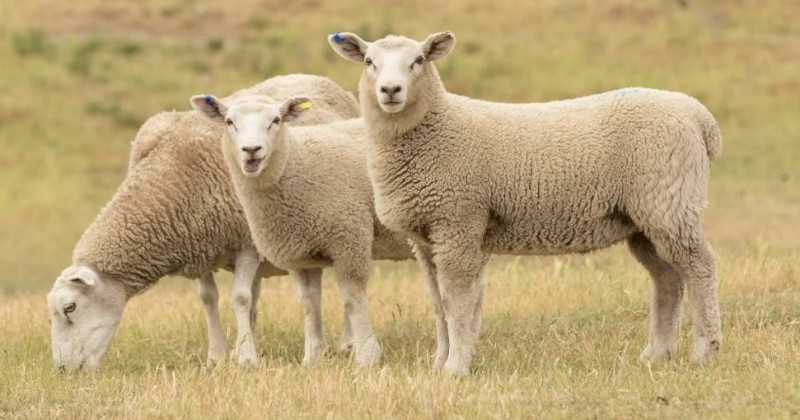 Sheep Agistment – Land Available