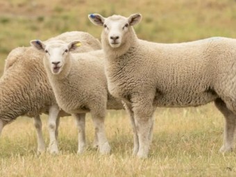 Looking for sheep agistment – land available