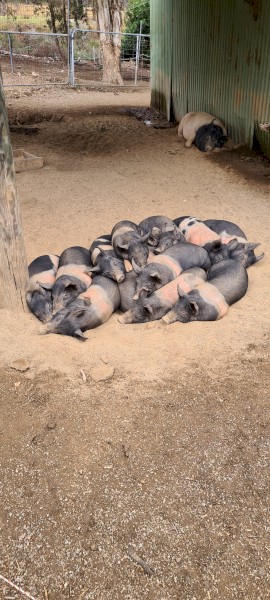 Piglets For Sale