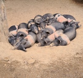 Piglets For Sale