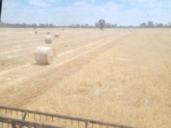 Oaten straw 4x5 rounds