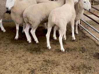 Border Leicester Rams 