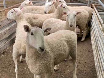 Border Leicester Rams 