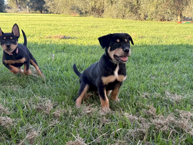 Male Kelpie Pup
