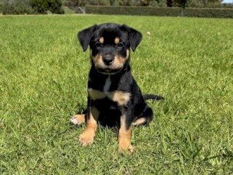 Male Kelpie Pup