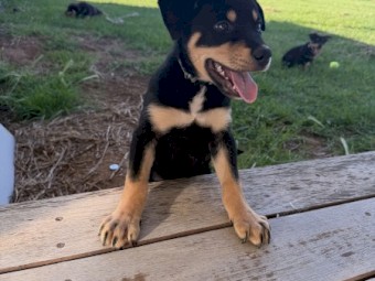 Male Kelpie Pup