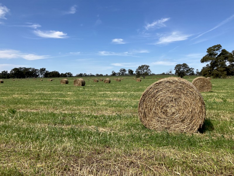 Pasture Hay 5x4 Rolls
