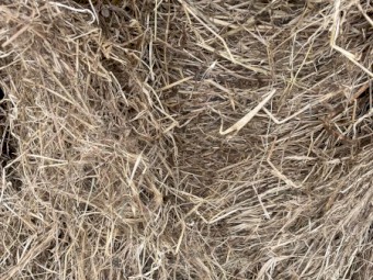 Pasture Hay 5x4 Rolls