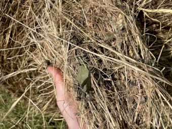 Pasture Hay 5x4 Rolls