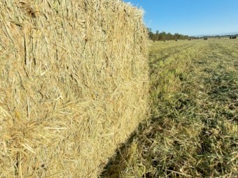 300 x Rohdes Grass Hay 500kg 8x4x3