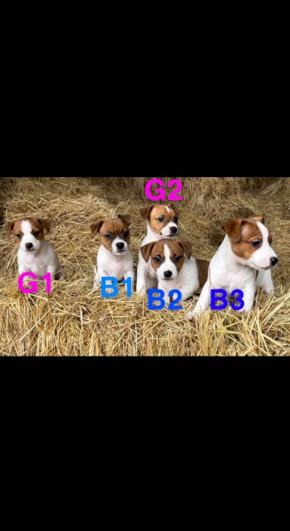 Male Jack Russell pup